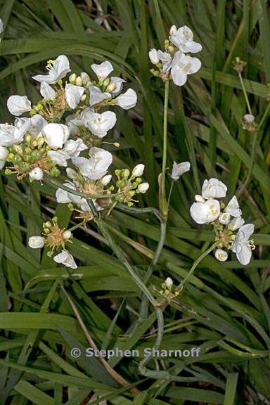 libertia chilensis 1 graphic